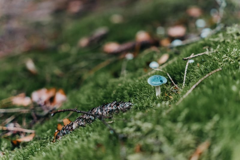 Moss-covered rocks